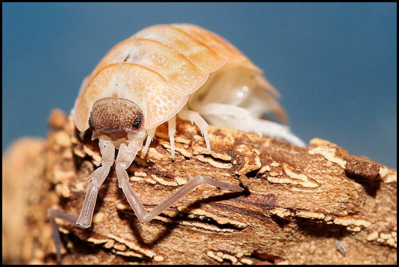 Porcellio nicklesi 'Valencia'