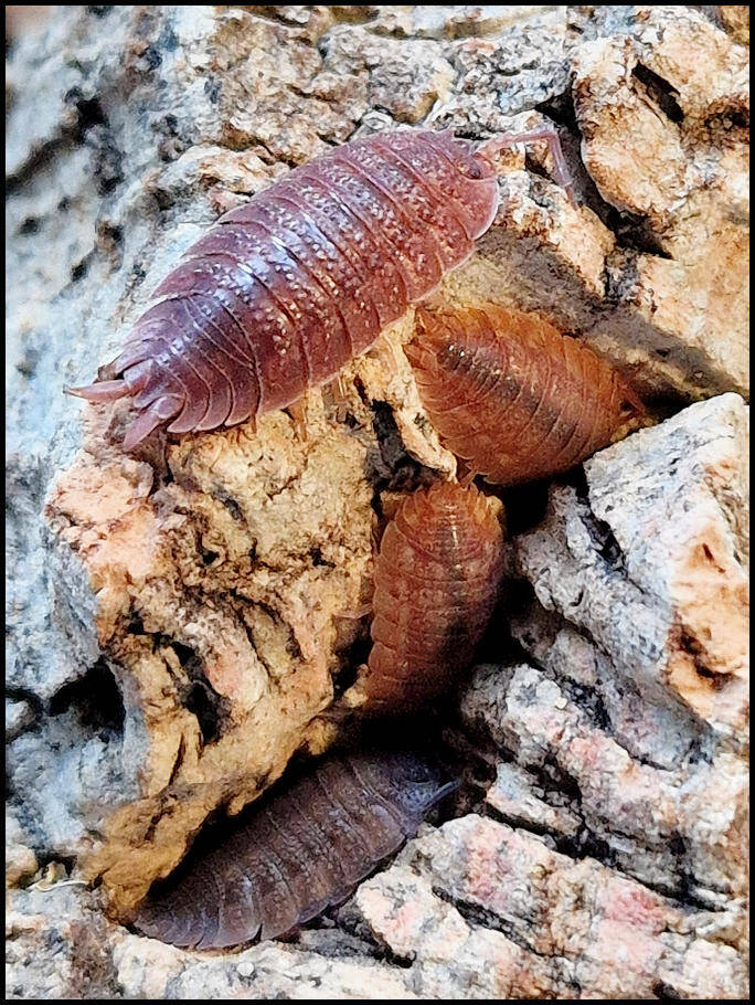 Porcellio ovalis 'red'