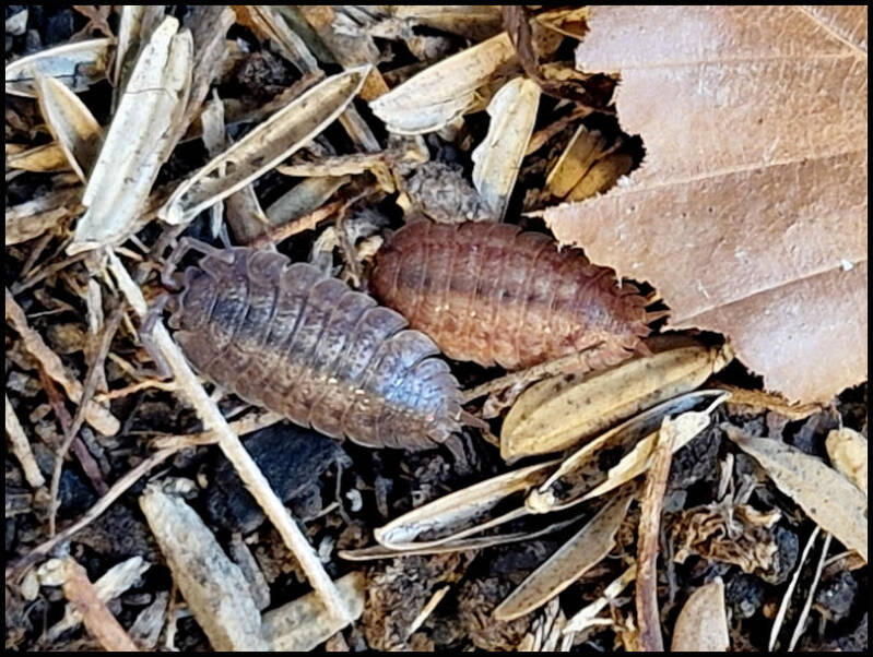 Porcellio ovalis 'red'