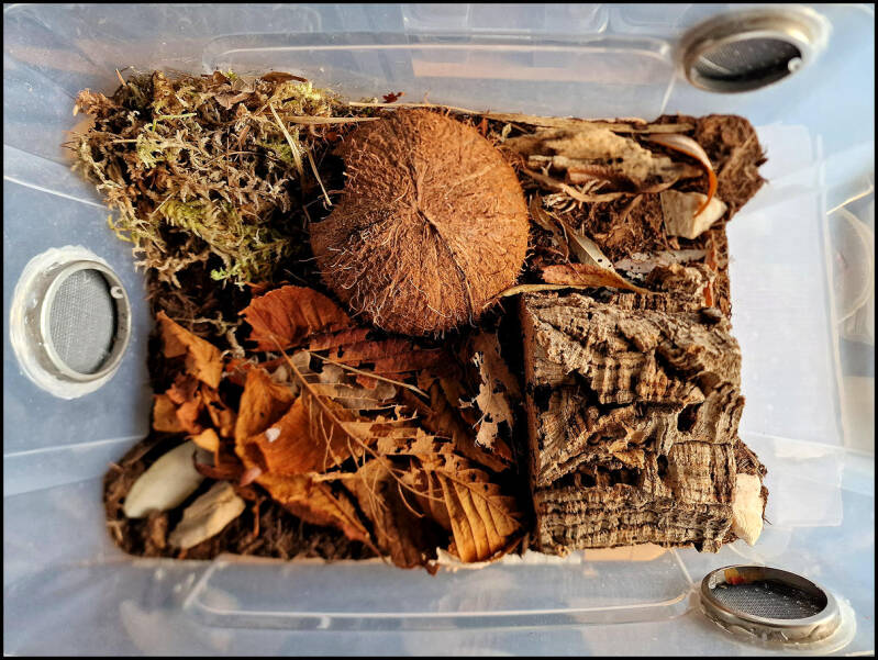 Porcellio ovalis 'red'