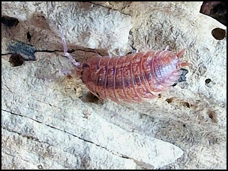 Porcellio ovalis 'red'