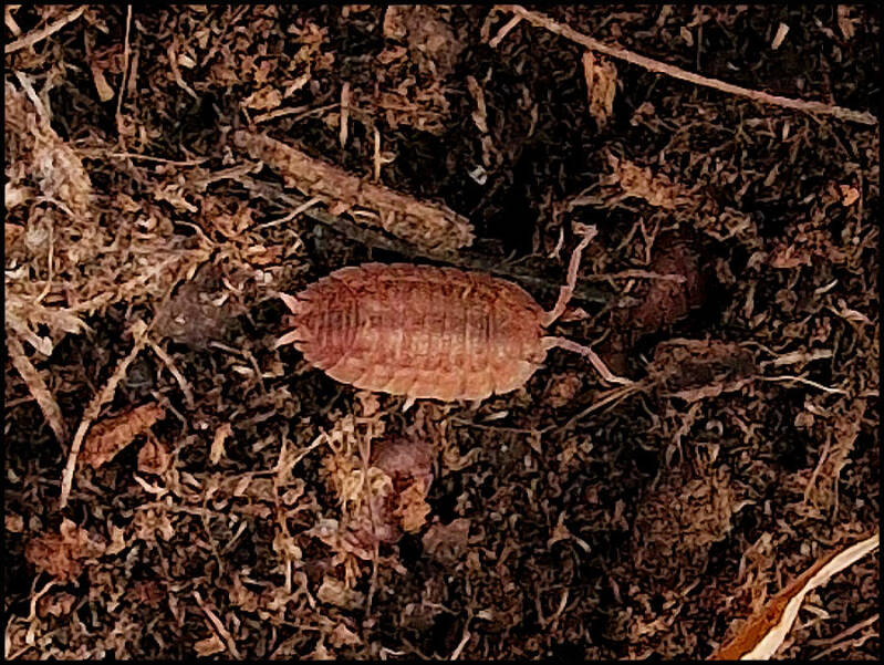 Porcellio ovalis 'red'