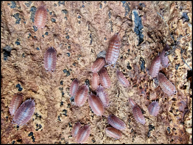 Porcellio ovalis 'red'