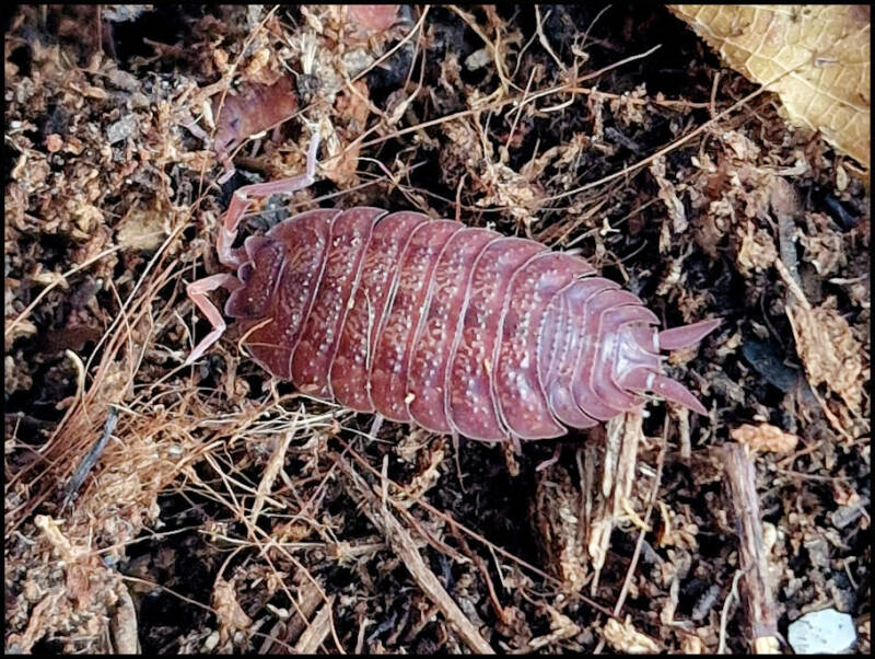 Porcellio ovalis 'red'