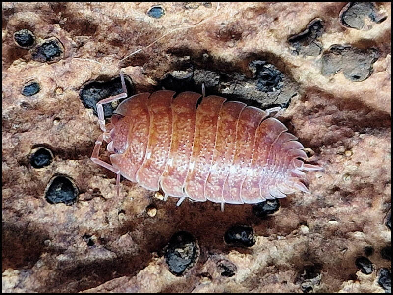 Porcellio ovalis 'red'