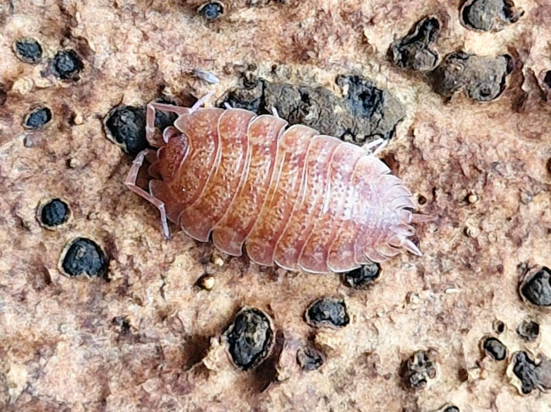Porcellio ovalis 'red'