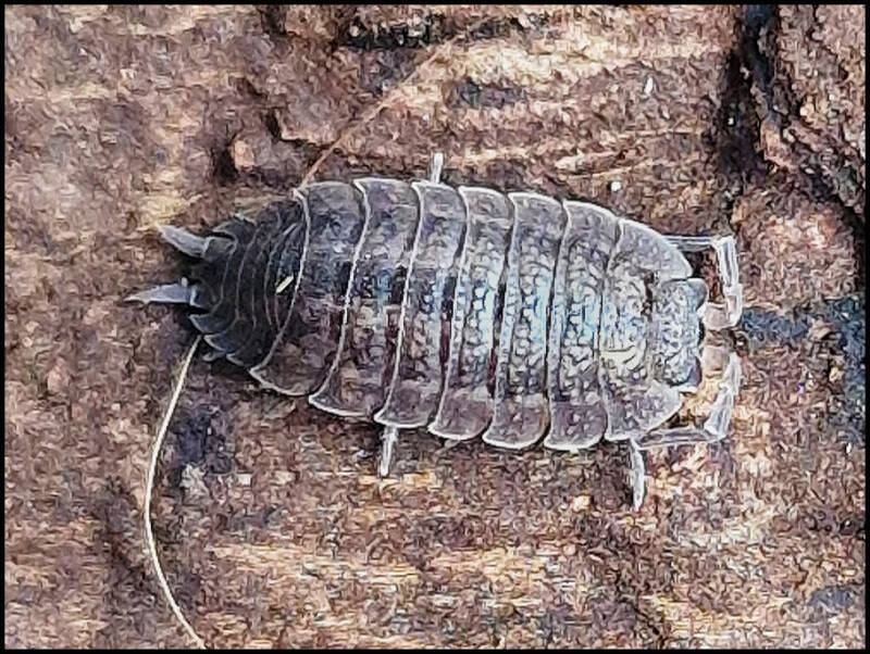 Porcellio ovalis 'red'