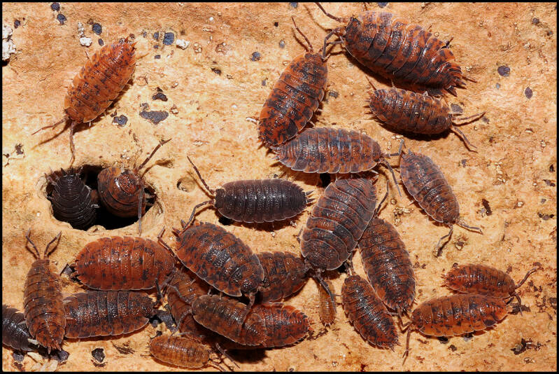 Porcellio scaber ‘red calico’ 