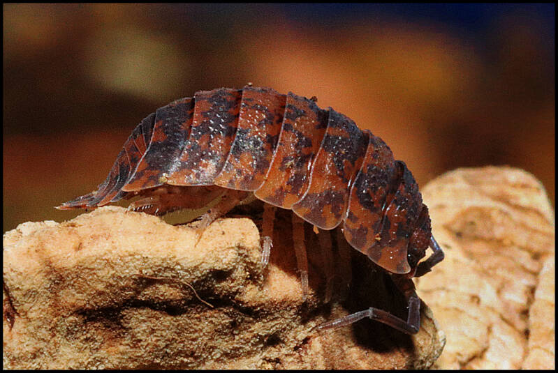 Porcellio scaber ‘red calico’ 