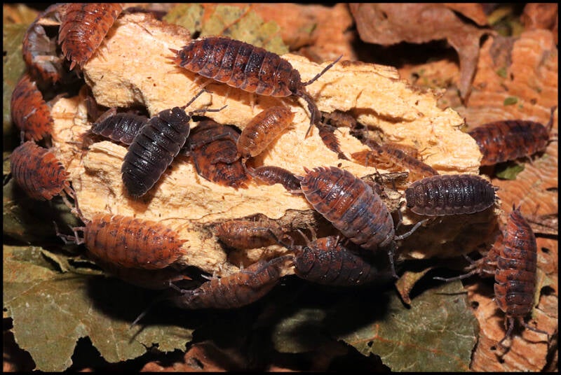 Porcellio scaber ‘red calico’ 