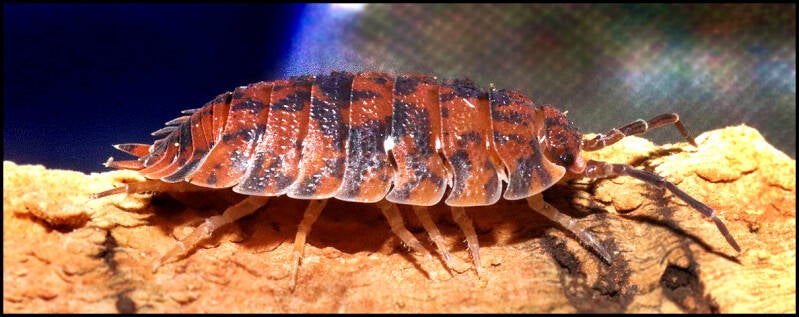 Porcellio scaber ‘red calico’ 