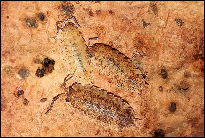 13 x Porcellio scaber 'lemonade'
