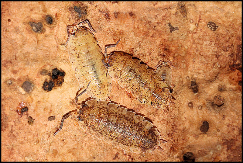 Porcellio scaber 'lemonade'