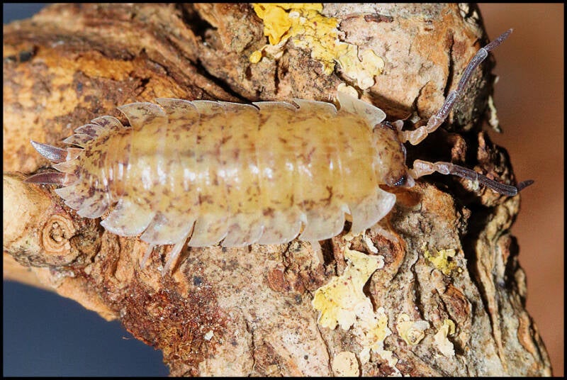 Porcellio scaber 'lemonade'