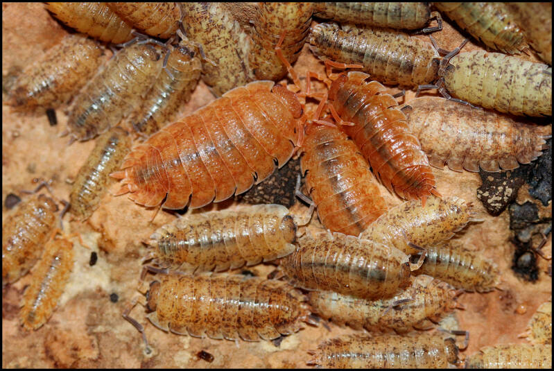 Porcellio scaber 'lemonade'