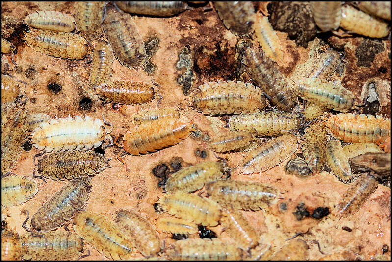 Porcellio scaber 'lemonade'
