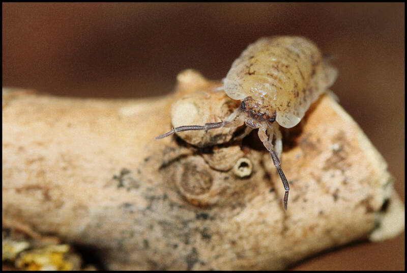 Porcellio scaber 'lemonade'