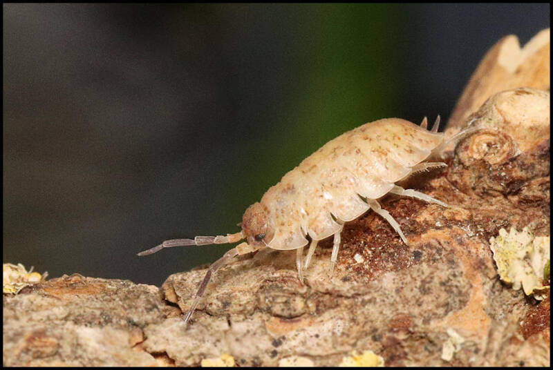 Porcellio scaber 'lemonade'