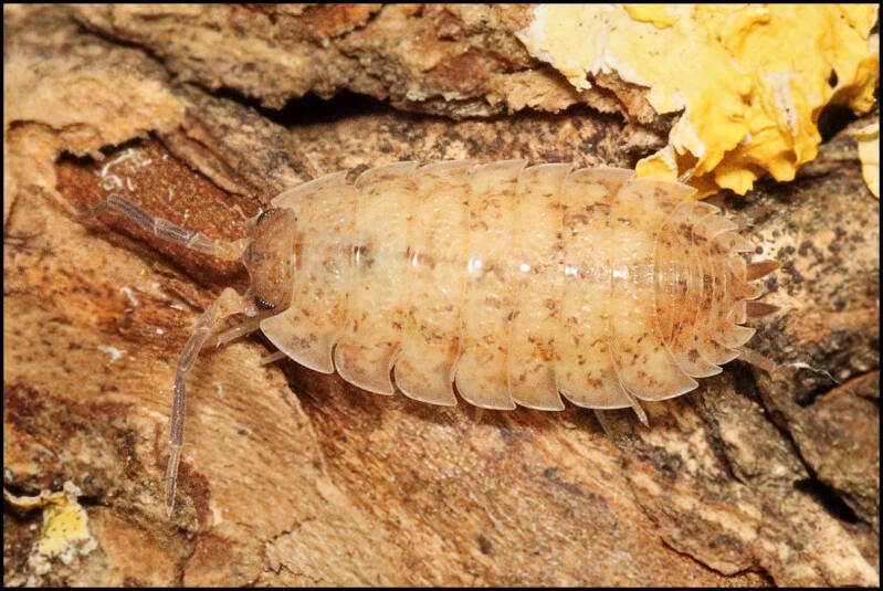 Porcellio scaber 'lemonade'