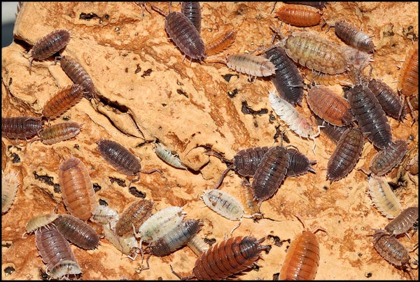 13 x Porcellio scaber 'Mix"