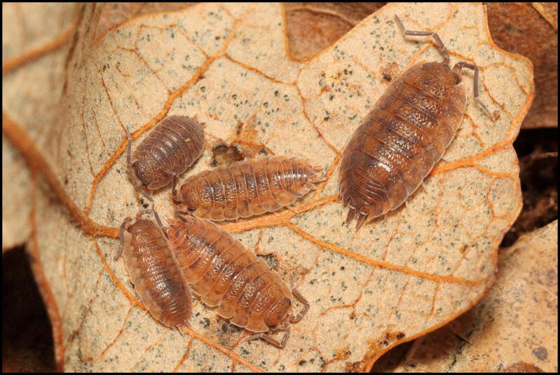 Porcellio scaber ‘red calico’ 