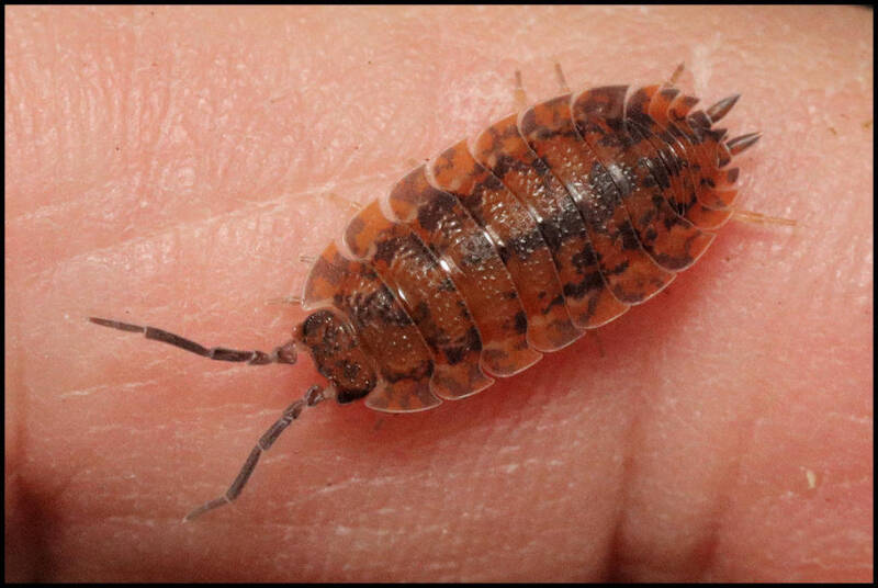 Porcellio scaber 'red calico'