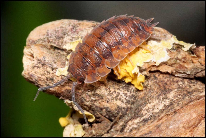Porcellio scaber 'red calico'