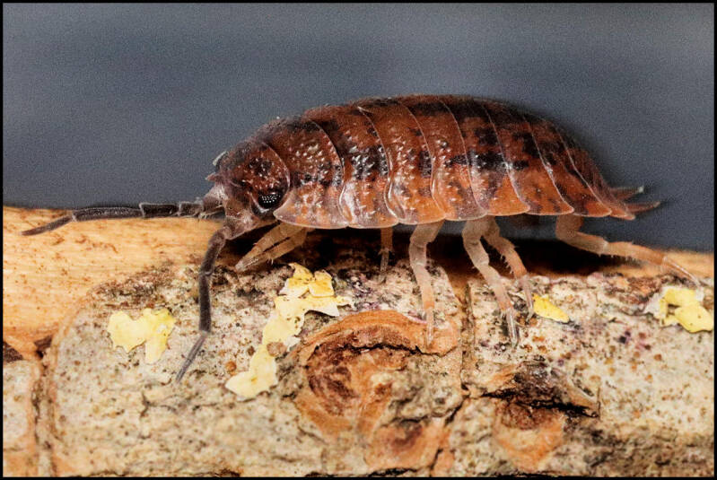 Porcellio scaber 'red calico'