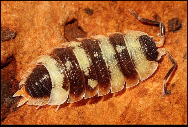 13 x Porcellio spec. 'Antalya'