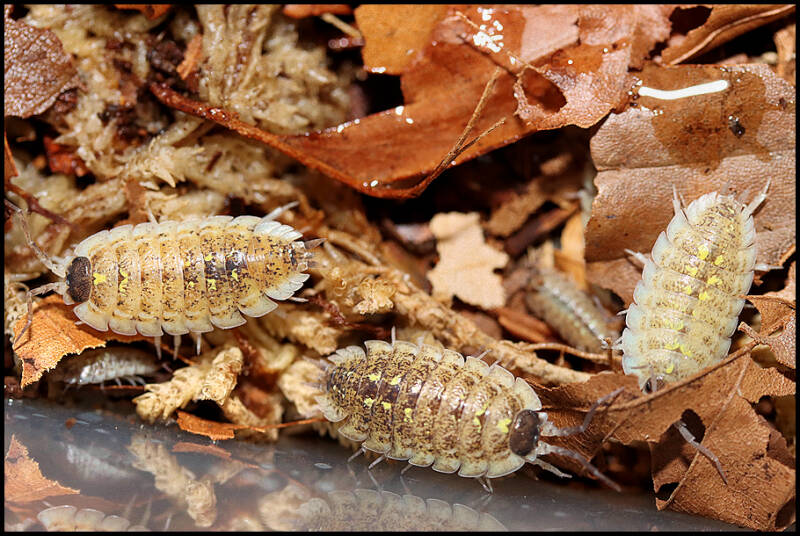 Porcellio spinipennis