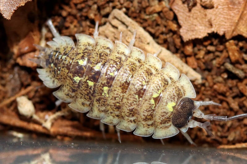 Porcellio spinipennis