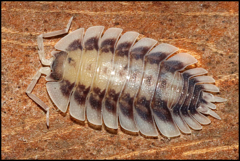 Porcellio werneri 'silverback'