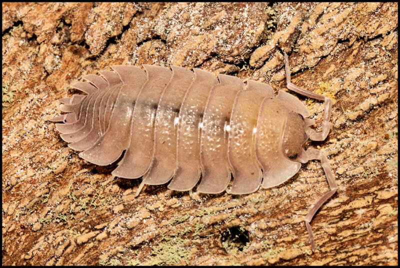 Porcellio baeticensis