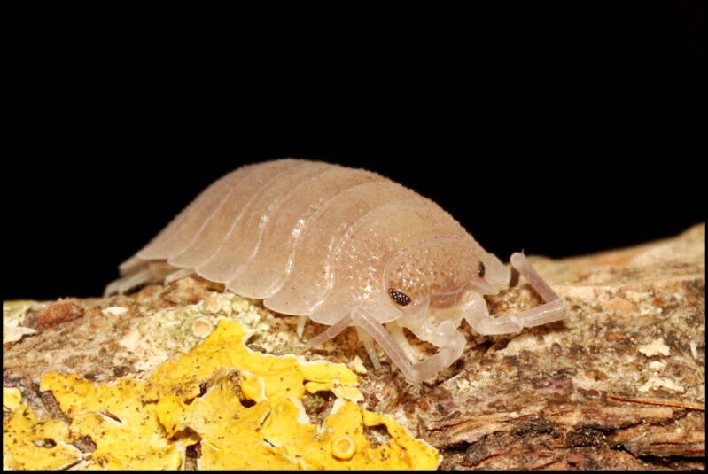 Porcellio baeticensis