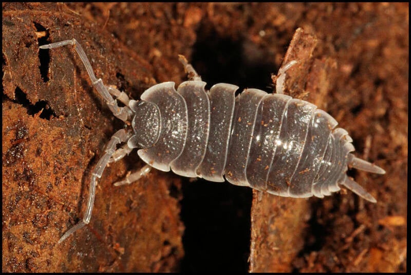 Porcellio flavocinctus 'Gibraltar'