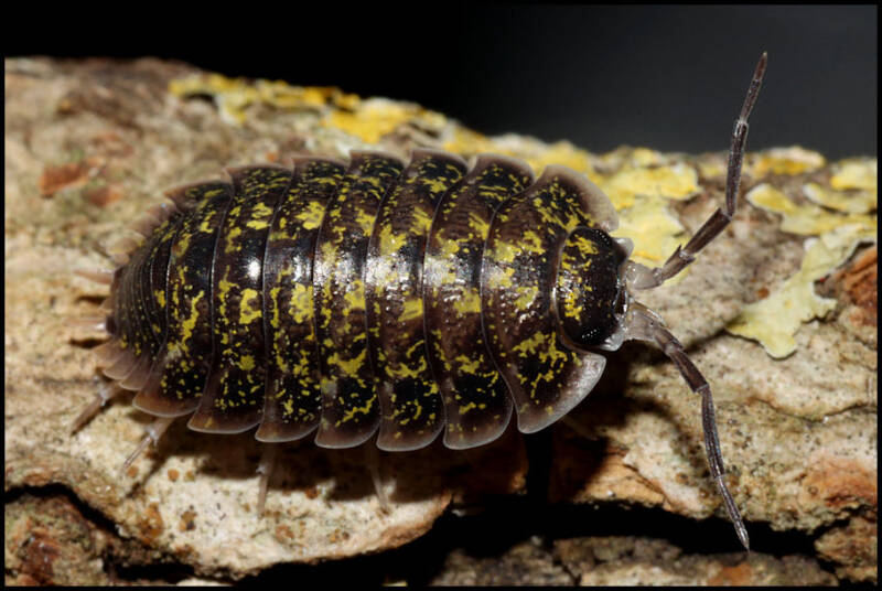 Porcellio flavomarginatus "Crete"