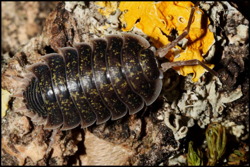 Porcellio flavomarginatus "Crete"