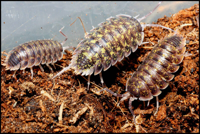 Porcellio flavomarginatus "Crete"