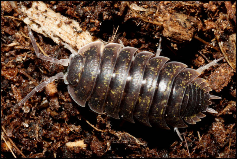 Porcellio flavomarginatus "Crete"