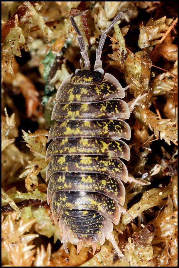 Porcellio flavomarginatus "Crete"