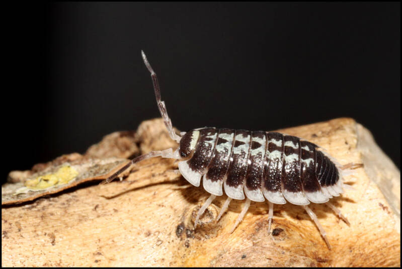 Porcellio flavomarginatus