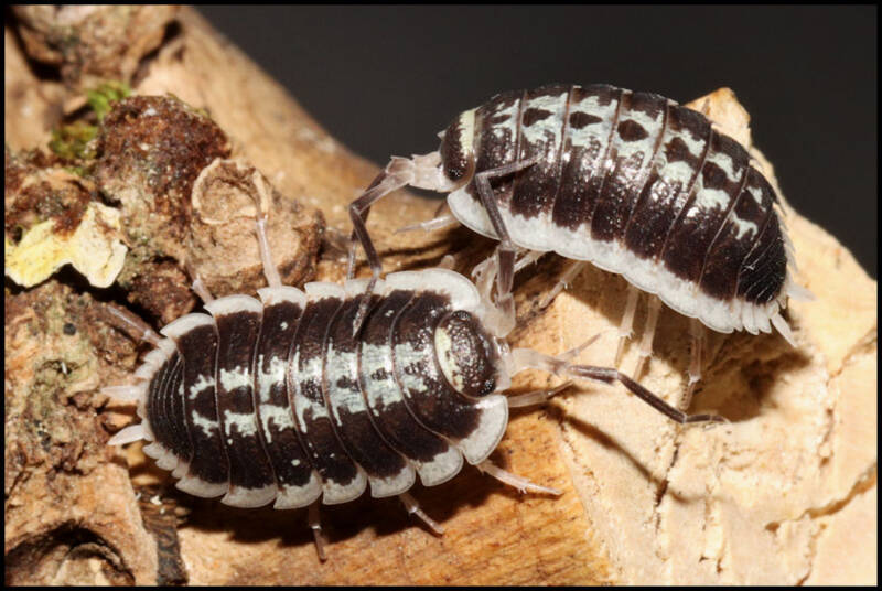 Porcellio flavomarginatus