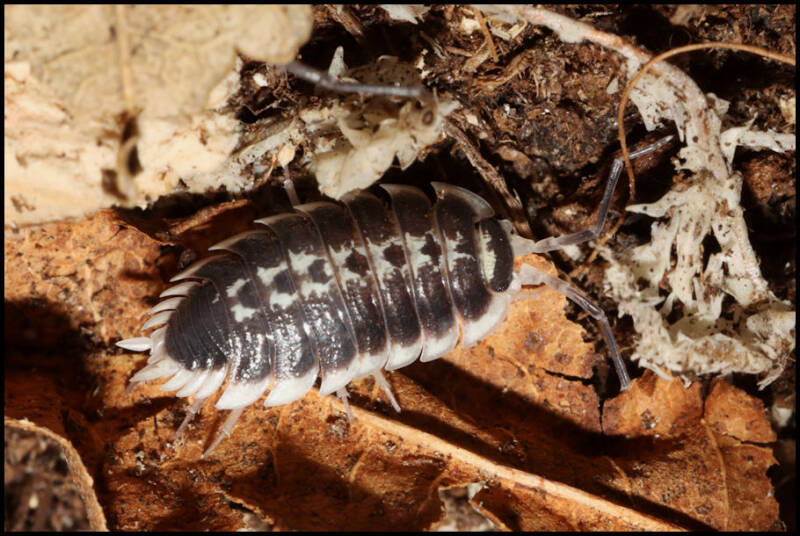 Porcellio flavomarginatus