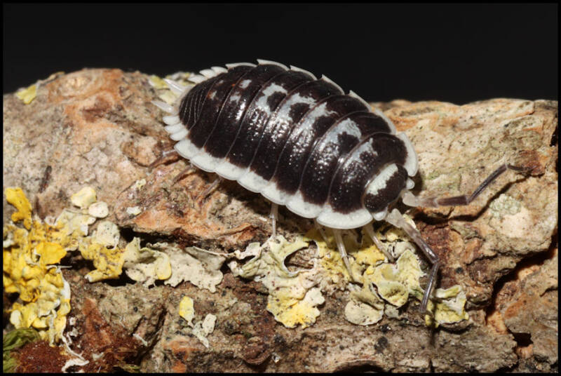 Porcellio flavomarginatus