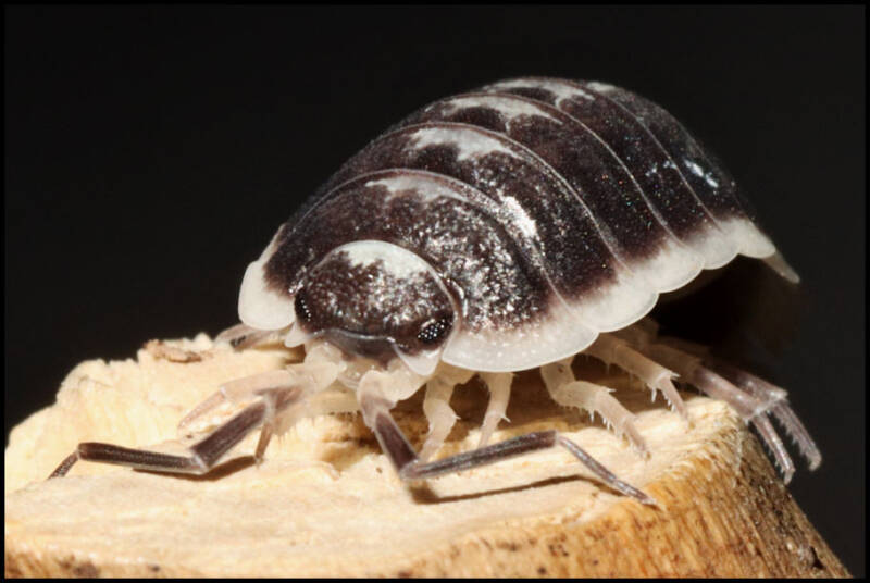 Porcellio flavomarginatus