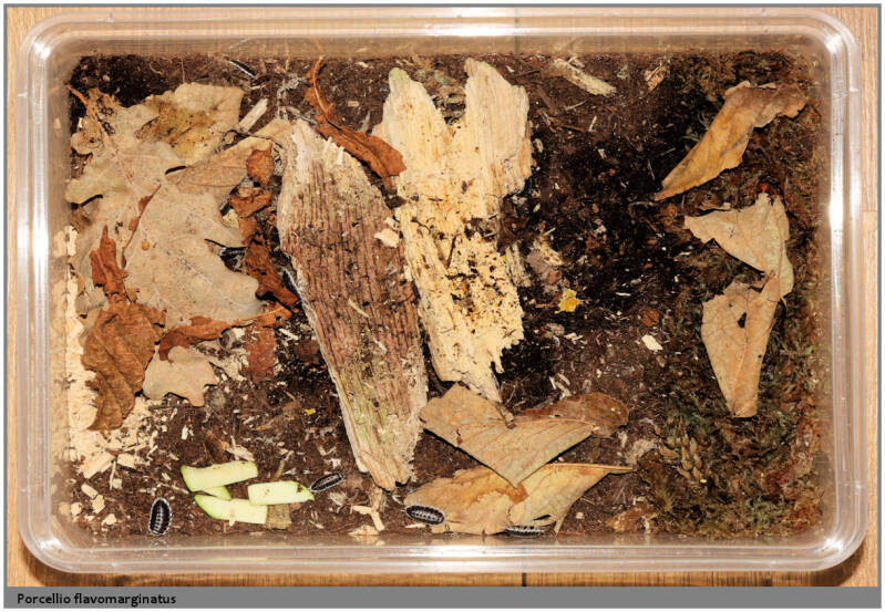 Porcellio flavomarginatus