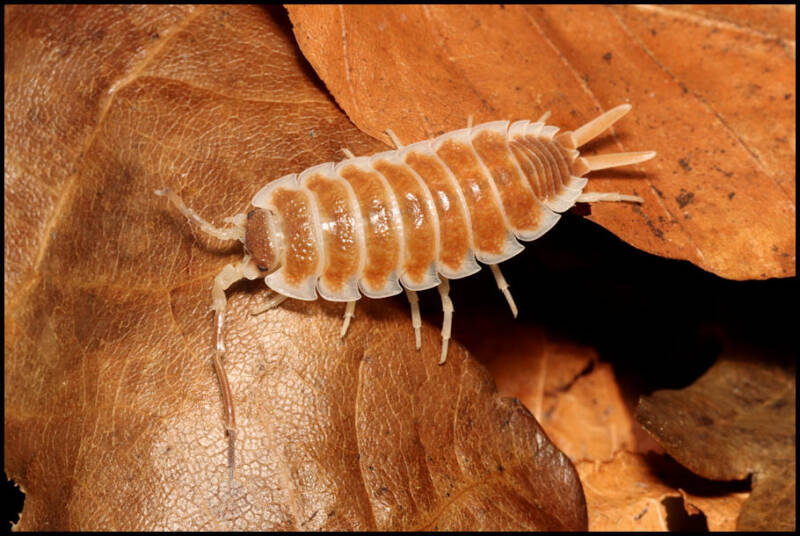 Porcellio hoffmannseggii 'orange brown'