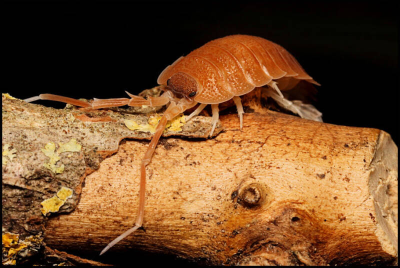 Porcellio nicklesi "multi color"