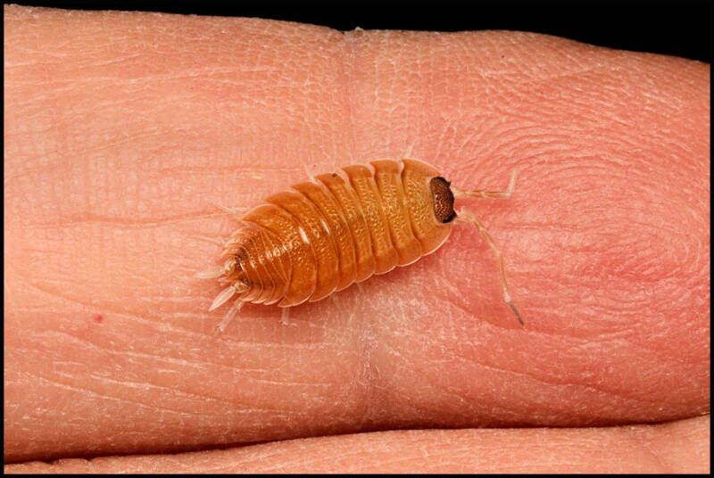 Porcellio nicklesi "multi color"