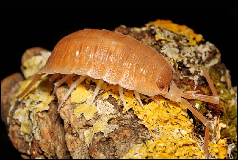 Porcellio nicklesi "multi color"